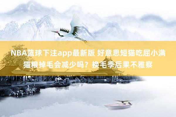 NBA篮球下注app最新版 好意思短猫吃屈小满猫粮掉毛会减少吗？换毛季后果不雅察