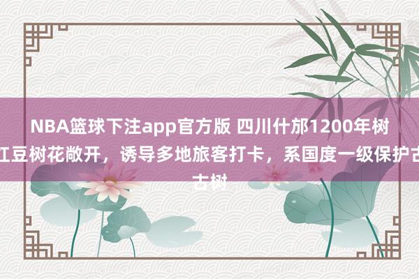 NBA篮球下注app官方版 四川什邡1200年树龄红豆树花敞开，诱导多地旅客打卡，系国度一级保护古树