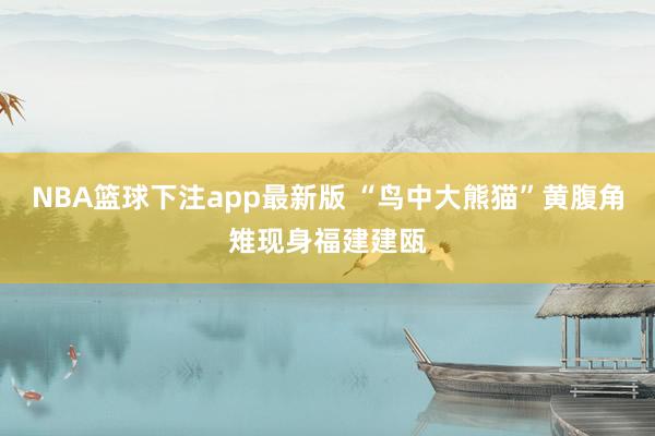 NBA篮球下注app最新版 “鸟中大熊猫”黄腹角雉现身福建建瓯