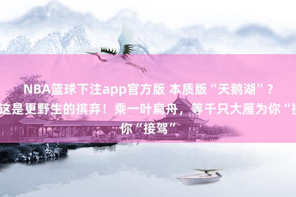 NBA篮球下注app官方版 本质版“天鹅湖”？不，这是更野生的摈弃！乘一叶扁舟，等千只大雁为你“接驾”