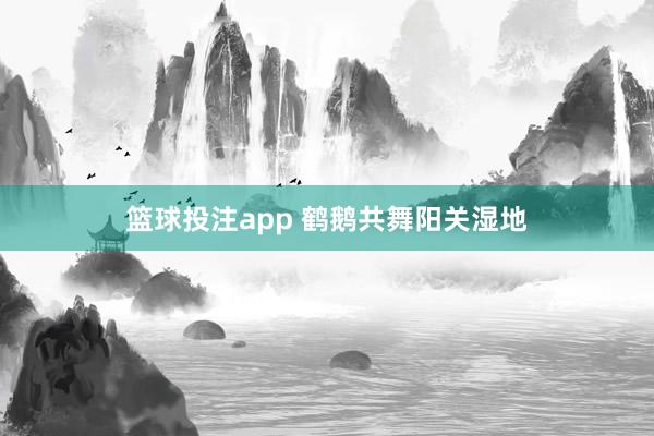 篮球投注app 鹤鹅共舞阳关湿地