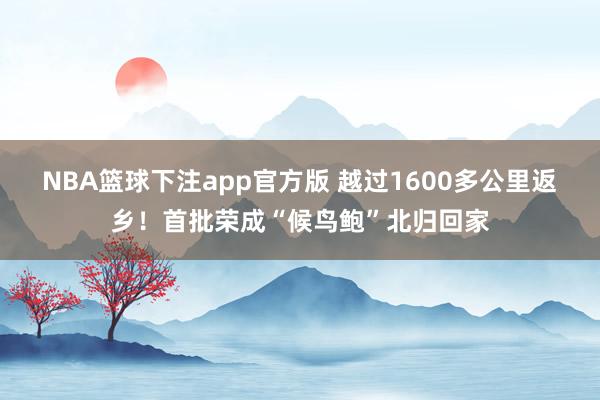 NBA篮球下注app官方版 越过1600多公里返乡！首批荣成“候鸟鲍”北归回家