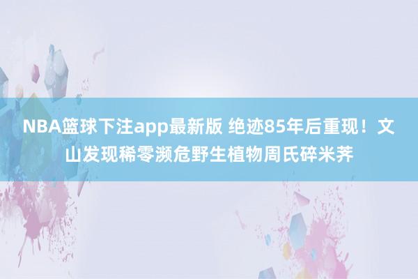 NBA篮球下注app最新版 绝迹85年后重现！文山发现稀零濒危野生植物周氏碎米荠